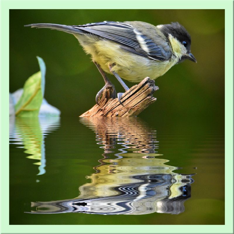 Kohlmeise am Wasser